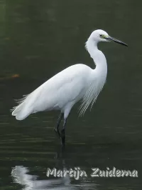 Middelste zilverreiger [Ardea intermedia plumifera]